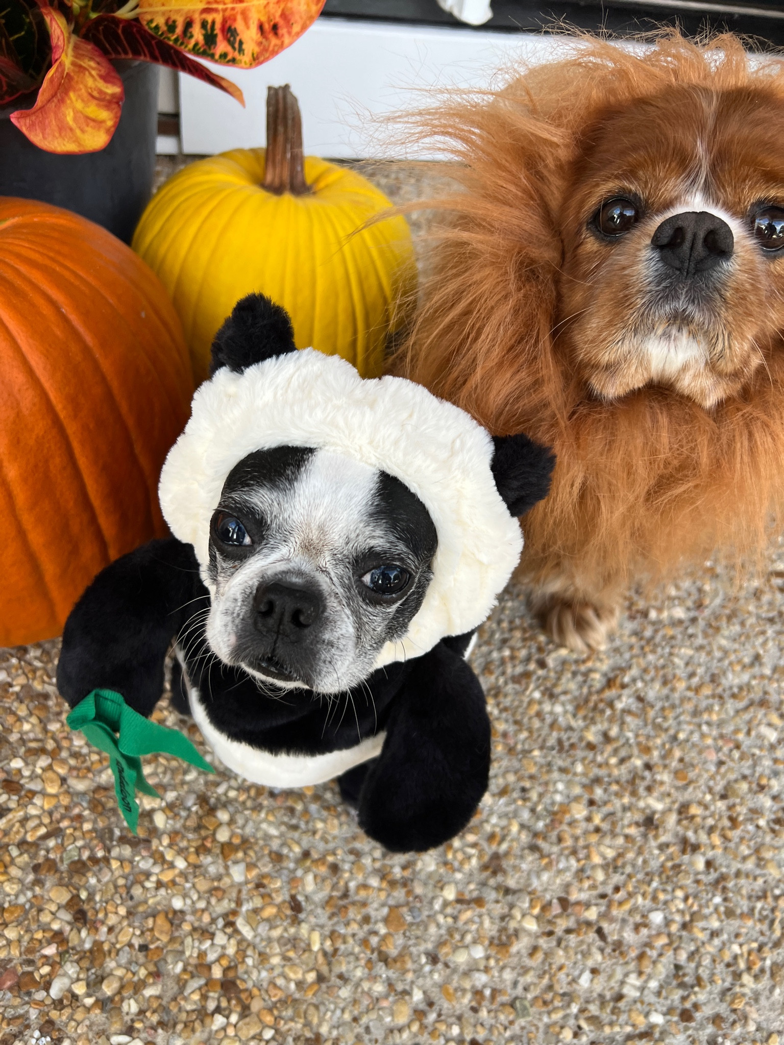 Cricket and Carley’s Halloween costumes from last year! 

Pet costumes, dog costumes 

#LTKFind #LTKunder50 #LTKSeasonal