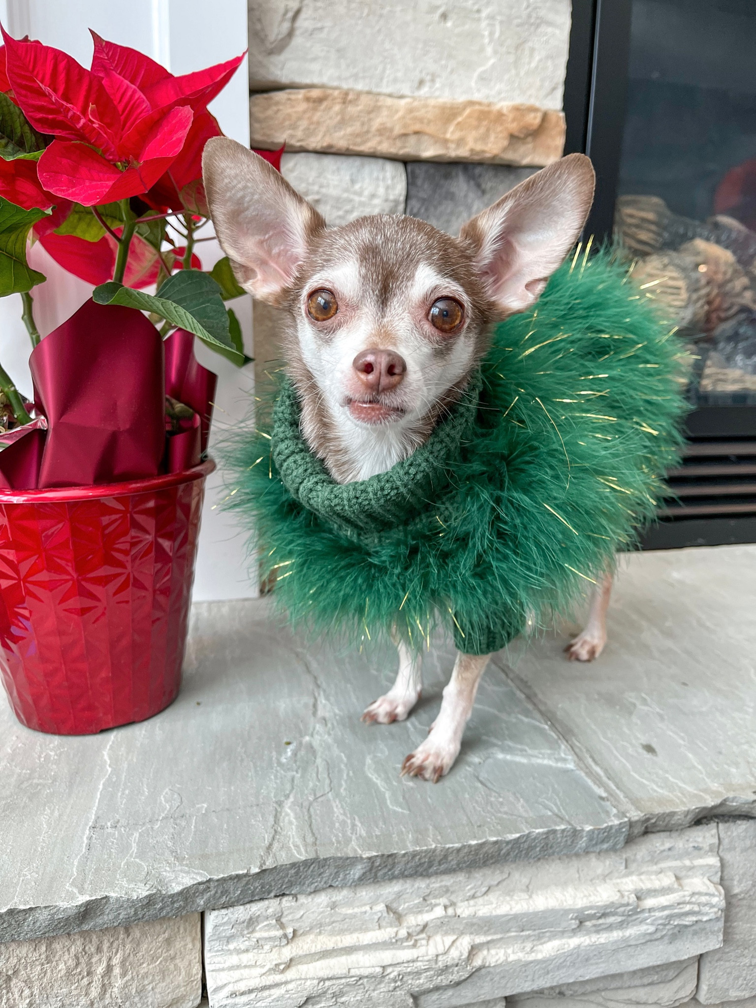Merry Christmas!

Dog sweater, Maxbone, feathered sweater

#LTKHoliday #LTKSeasonal #LTKfamily