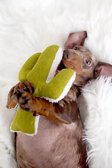 MODERNBEAST Mint Cactus Chew Toy | Free People (Global - UK&FR Excluded)