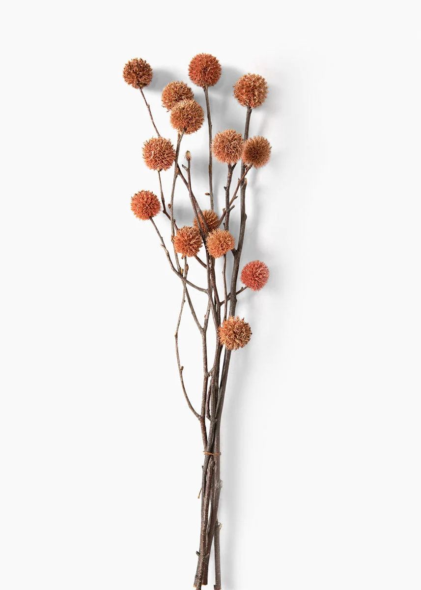 Rose Pink Dried Echinops | Natural Globe Thistle Flowers | Afloral.com | Afloral