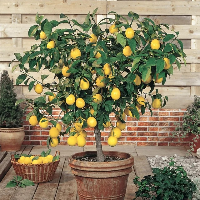 Meyer Lemon Tropical Citrus Fruit Tree, Grown in a 6 inch pot (1-Pack) - Walmart.com | Walmart (US)