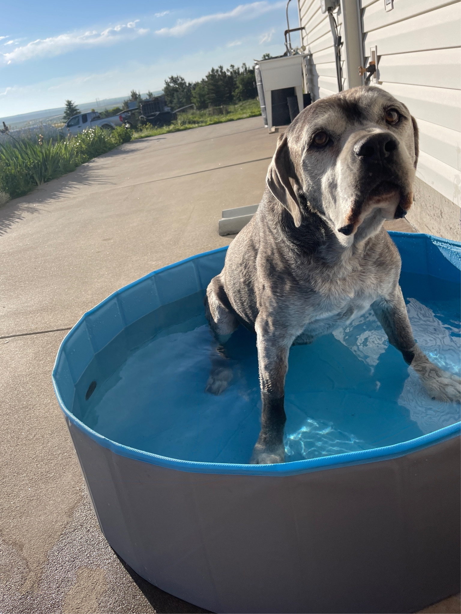 Doggy pool to cool down! Folds up so it doesn’t take much space. Designed for dogs. Can be put into a circle shape or a rectangular shape. Comes in 3 colors. 

#LTKswim #LTKhome #LTKSeasonal