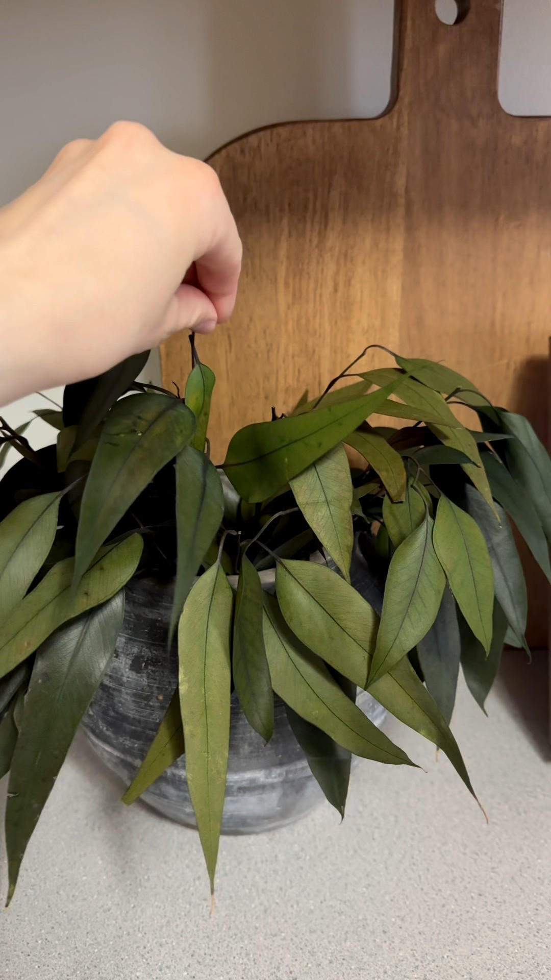 Cutting board styling, Amazon echo , kitchen styling, kitchen decor, willow stems, dried willow eucalyptus, rustic vase

#LTKHome #LTKSaleAlert #LTKSeasonal