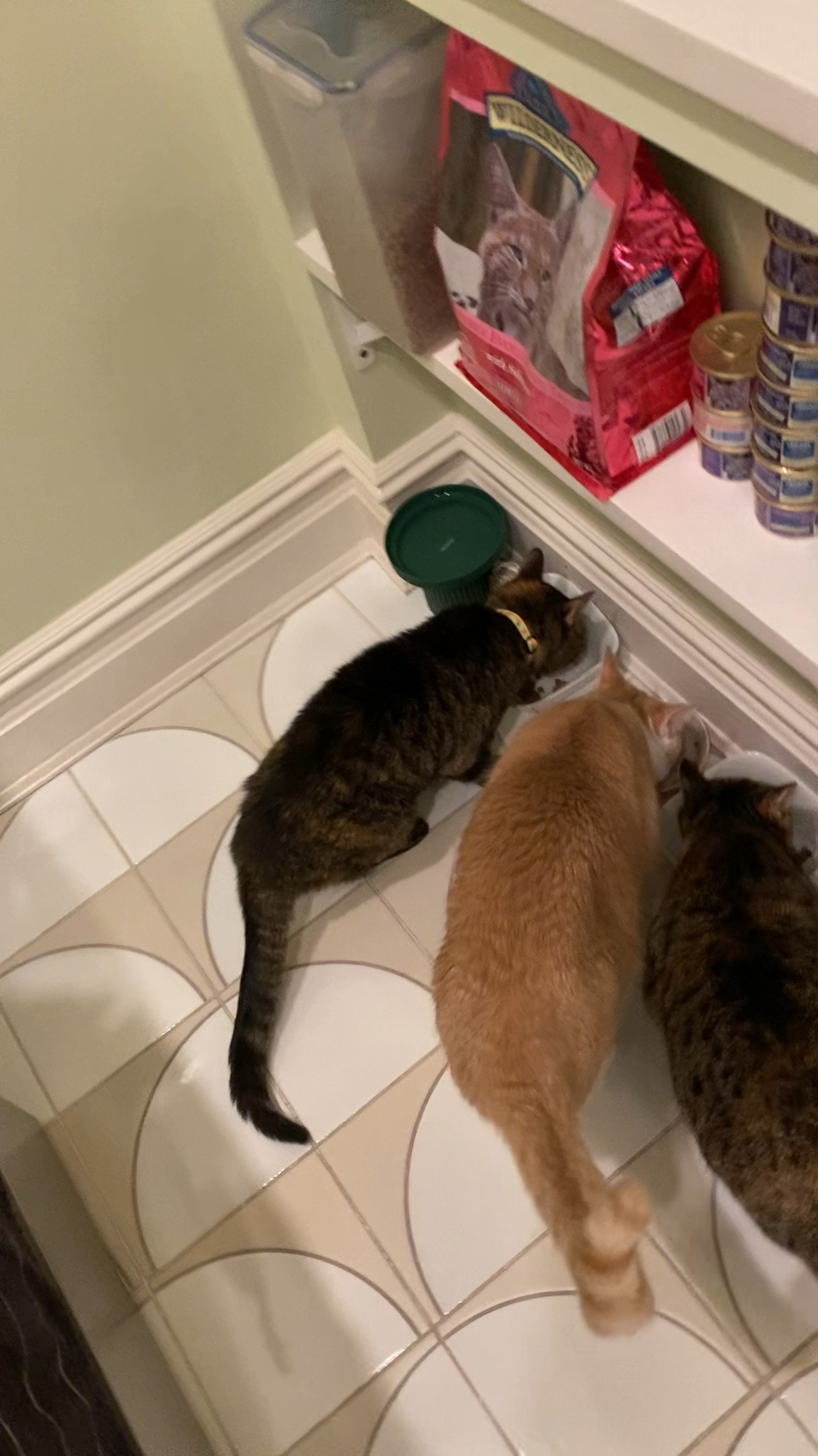 My cats are OBSESSED with #bluebuffalo cat food and it makes them get along 🥰 


#LTKhome #LTKfindsunder50 #LTKMostLoved