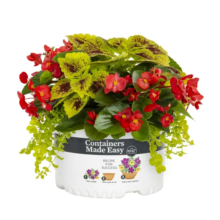Better Homes & Gardens 1.5G Multicolor Coleus Mix Live Plants with Grower Pot | Walmart (US)
