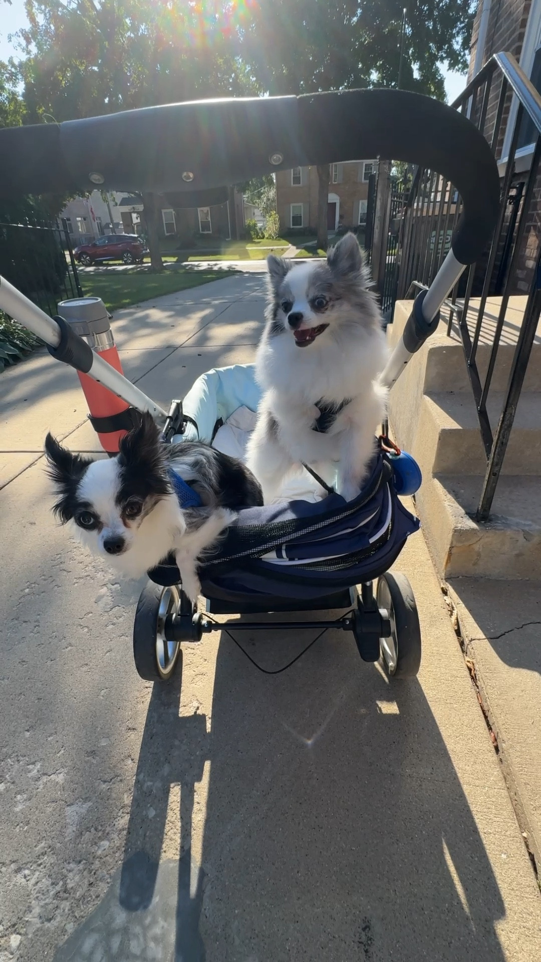 Dog walking essentials:
Stroller
Leash
Music 
Cooling blanket 
Water

#LTKFamily #LTKVideo #LTKActive