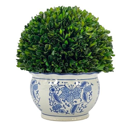 Galt International 11" Naturally Preserved Real Boxwood Ball in Hand-Painted Round Bulb Blue & White China Pot Planter Green Indoor Plant Home Decor (11" Topiary) | Amazon (US)