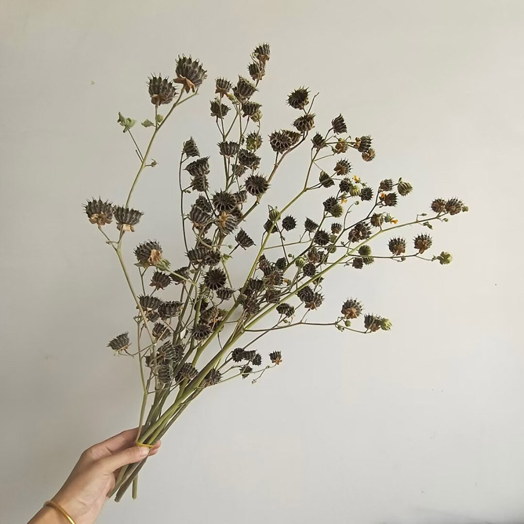 Dried Abstract Wheel Fruits Branchesdried Flowernatural Plant Branchesvase Fillingboho Decorhome ... | Etsy (US)