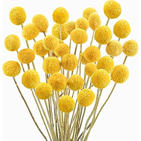 Hananona 18 Pcs Artificial Billy Ball Flowers, Craspedia Globosa Benth, Australian drumstick Chry... | Amazon (US)