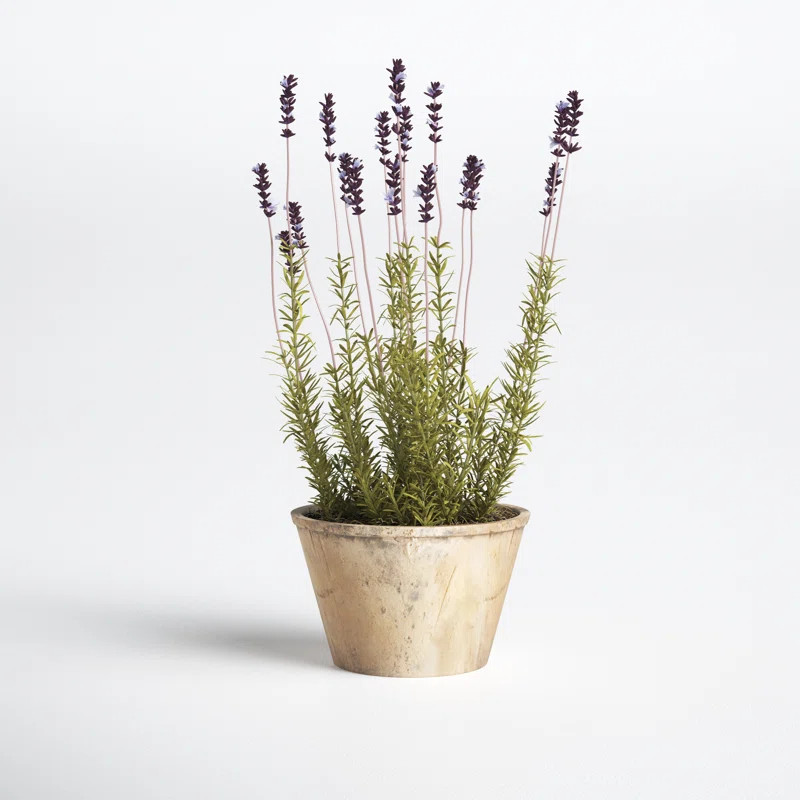 French Lavender Floral Arrangement in Pot | Joss & Main