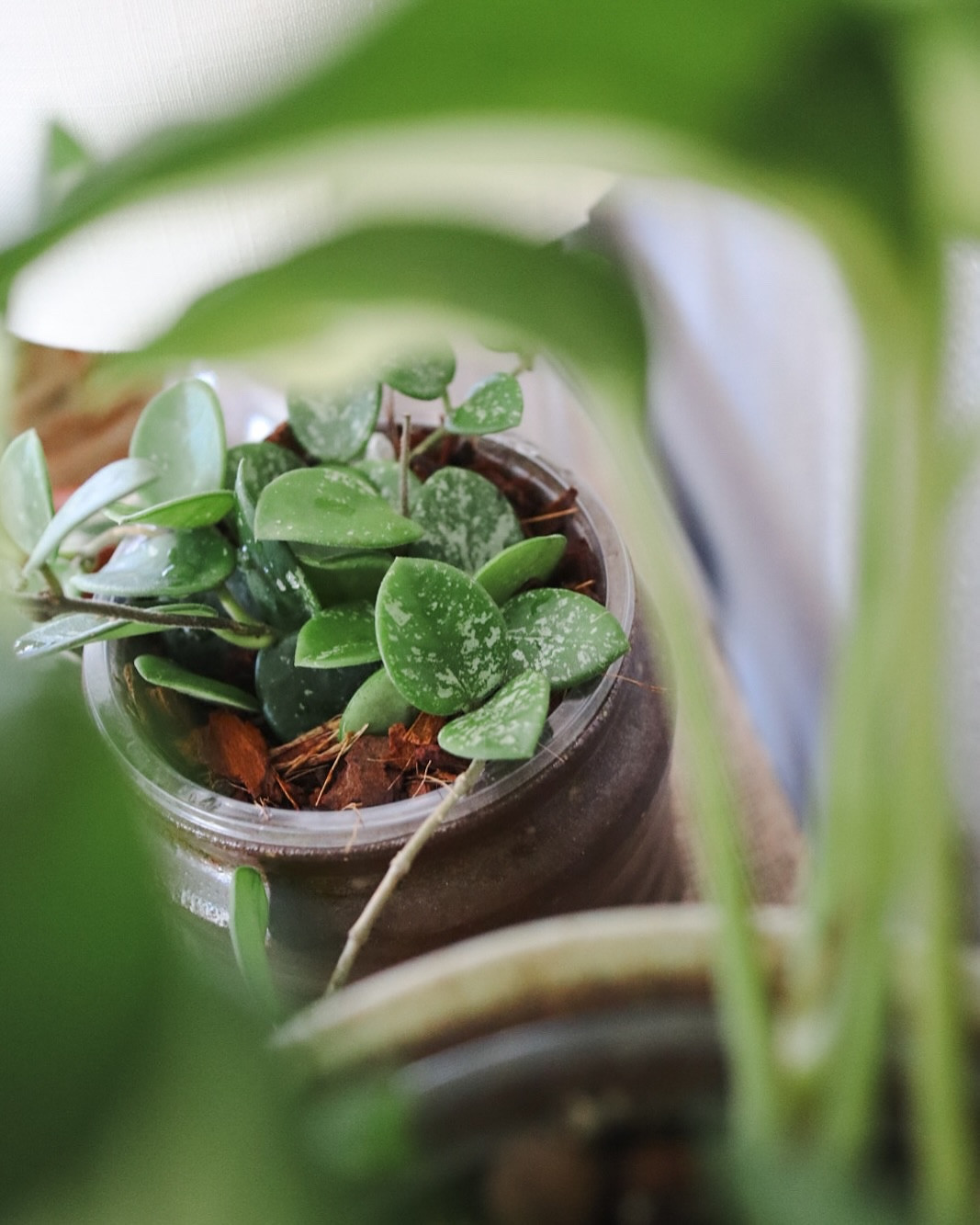 Back to regularly scheduled content aka back to not being on break and early mornings. I so wish I was a morning person! ✨are you a morning person? 

We had a long winter break this year which was nice but with the holidays falling midweek, didn’t seem like a break, if that makes sense. 

Overall, winter break was so nice and rejuvenating. Not used to being up at 430 though or not being able to use the bathroom whenever I feel like it 🫠

I repotted some plants over break and moved these Hoyas into a chunkier soil. They were in the coco coir they came in and not thriving so I moved them to a chunkier mix and my fingers are crossed. 

Hoya Mathilde Care Tips I’m Trying ⬇️

☀️ Light: Bright, indirect light- I have one in a south window and one in a south west room
💧 Water: Let the soil dry out completely between waterings
🪴 Soil: Well-draining mix with orchid bark, perlite, and coco coir chips
🛒 Shop my plant care essentials on my Amazon Storefront (affiliate) or your local garden center!
📅 Purchased: November 2024
🐾 Pets: safe for pets 
🌱 Status: so far so good 

It’s me, hi. I’m Jade! If you love your pets, plants, pottery, or thrifting, you’re in the right place. Follow along and join the journey! 

#HoyaMathilde #HoyaHeads #HoyaPlantCare #PlantCare #PlantLover