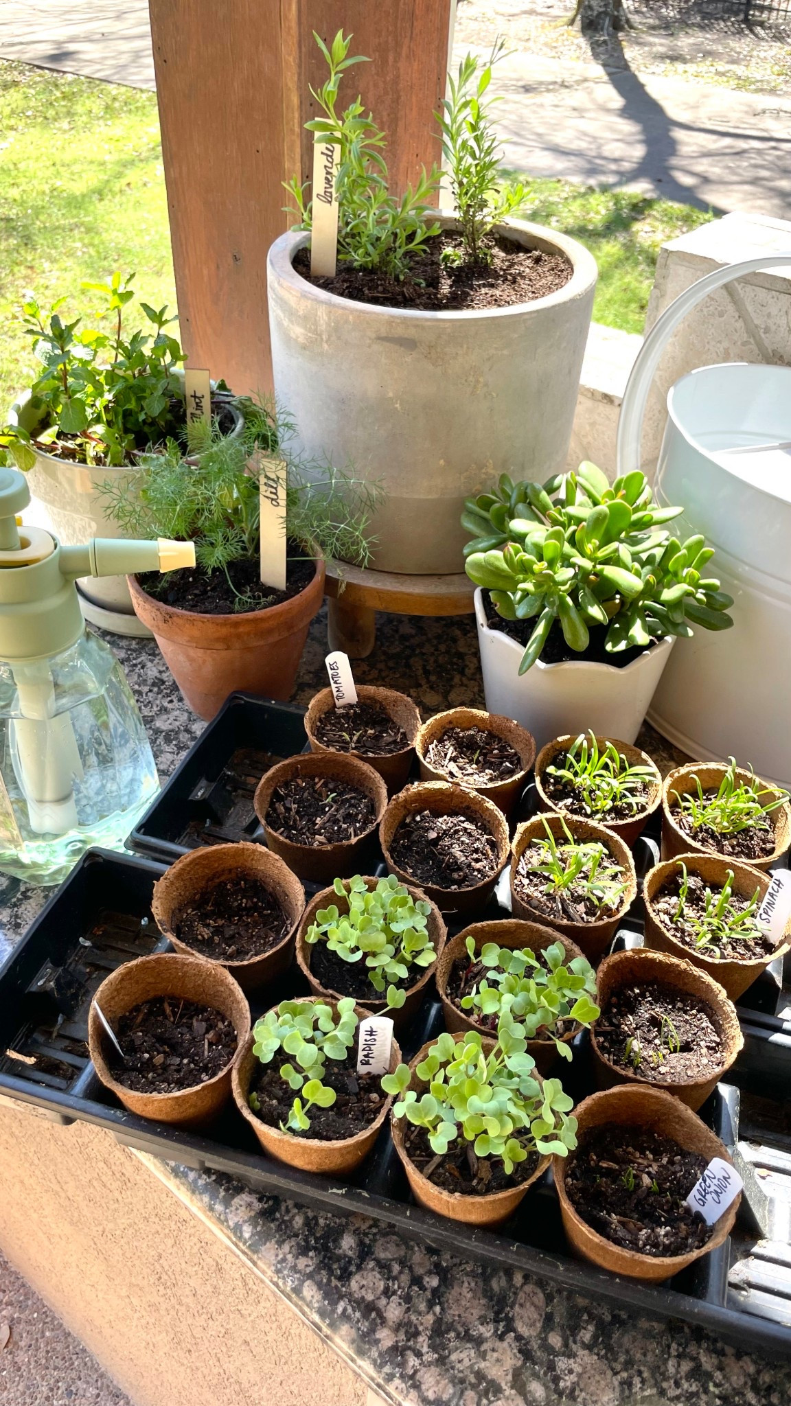 Gardening 
Peat pots 
Scalloped pots 
Garden labels 
Garden sprayer bottle 

#LTKSeasonal #LTKSpringSale #LTKHome