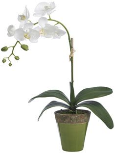 BLOOMS Moth Orchid in Green Glazed Pot | Diane James Home