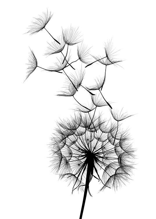 Dandelion No2 Print | Desenio