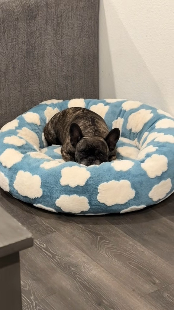 The best dog bed to have them sleeping like a baby! 

#LTKFallSale #LTKHome #LTKPets