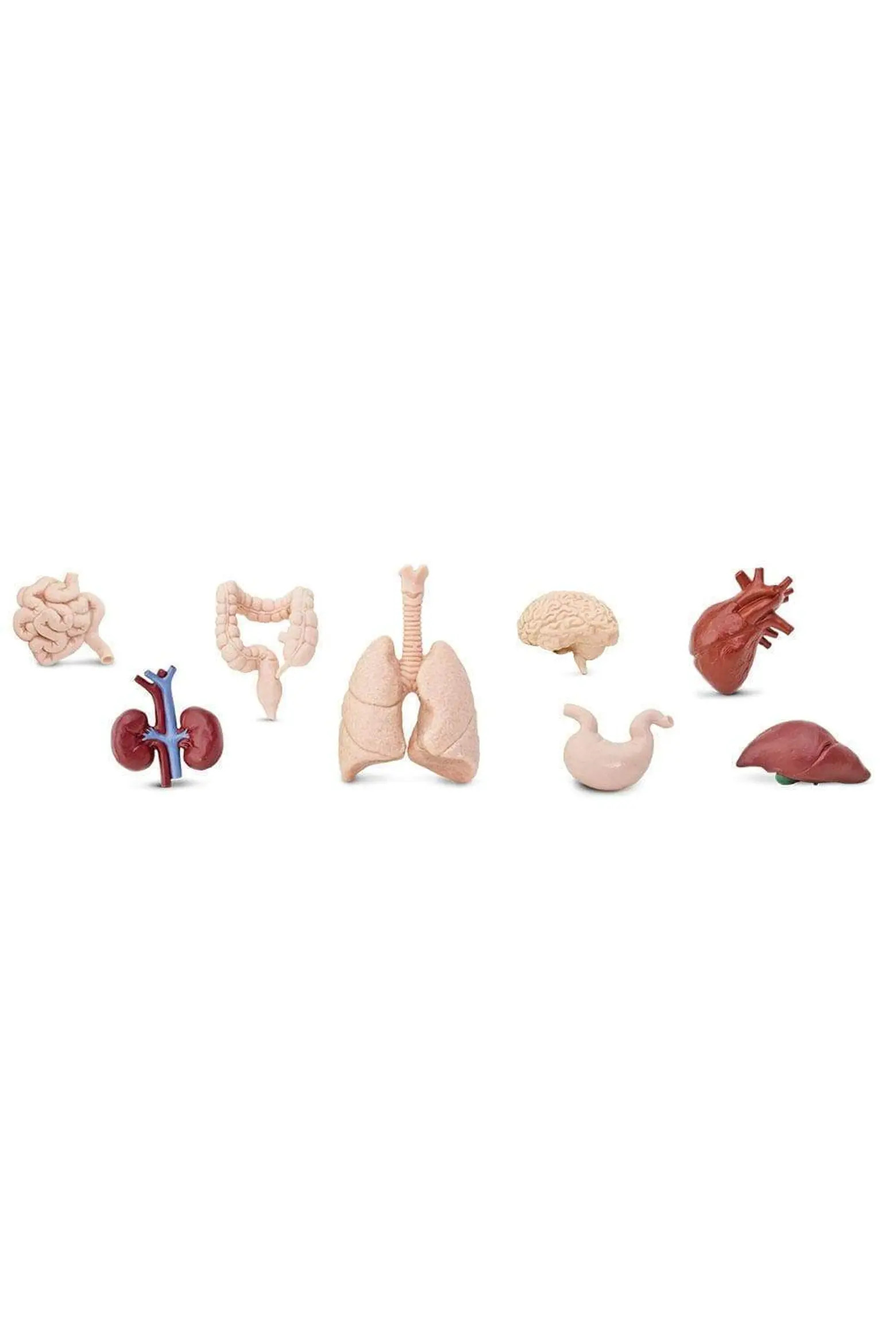 Safari Ltd. Human Organs Toy | Nordstrom | Nordstrom