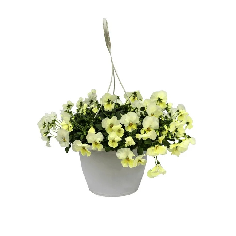 Expert Gardener 1.5G White Pansy Live Plant Hanging Basket Sun | Walmart (US)