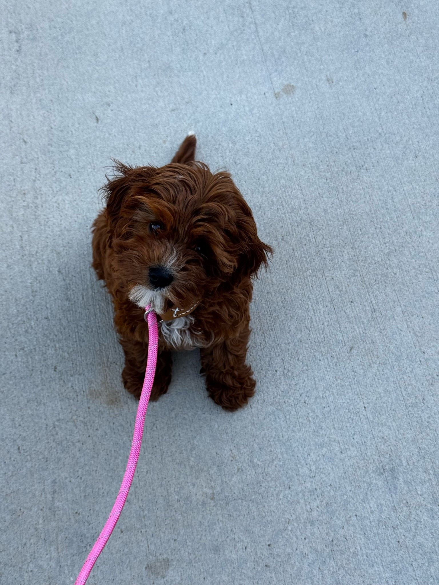 Puppy outdoor essentials! Our Cavapoo is 3 months and this last month has been fun! Lots of trips outside and these are my favorites so far! #puppy

#LTKActive #LTKdayinmylife #LTKmomlife