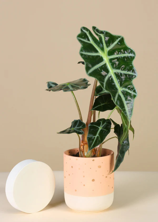 Alocasia Dwarf Amazonica / Polly | Fleur & Co.