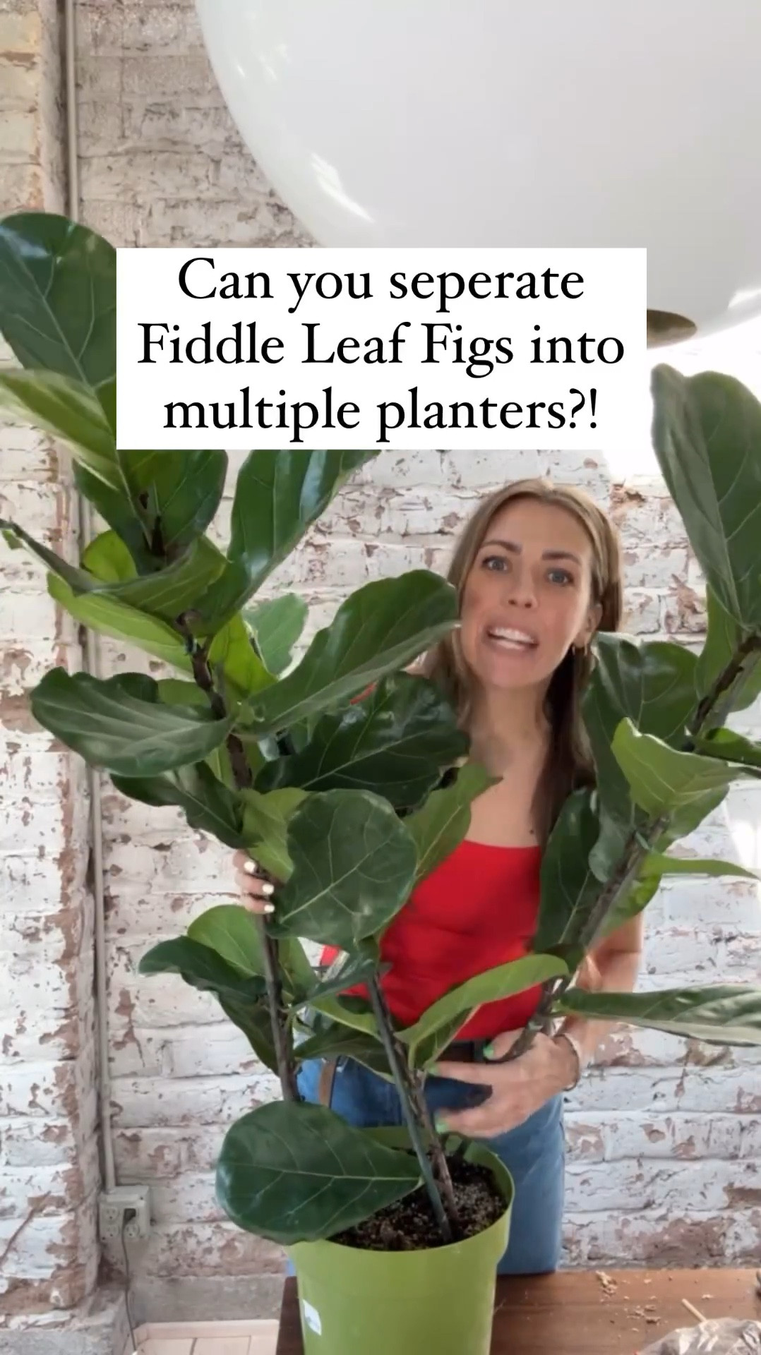 The tall skinny planter is perfect for multiple Fiddle Leaf Figs or a full plant. My square neck red shirt is also linked.

#LTKSeasonal #LTKhome #LTKVideo