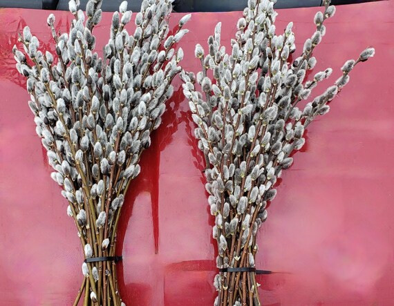 Pussywillows 20 Branches per Bundle  Freshly Cut From | Etsy Canada | Etsy (CAD)