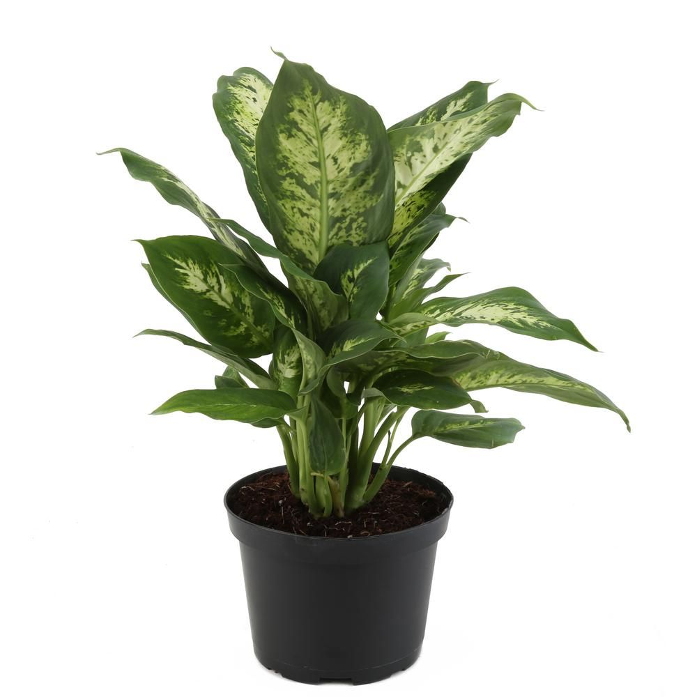 Dieffenbachia in 6 in. Grower Pot | The Home Depot