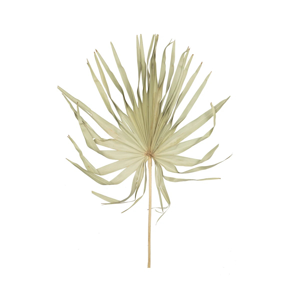 Natural Botanicals 32-40" Natural Dried Palm Leaf Uncut- 12 stem/ polybag. Dried and preserved. (... | Wayfair North America