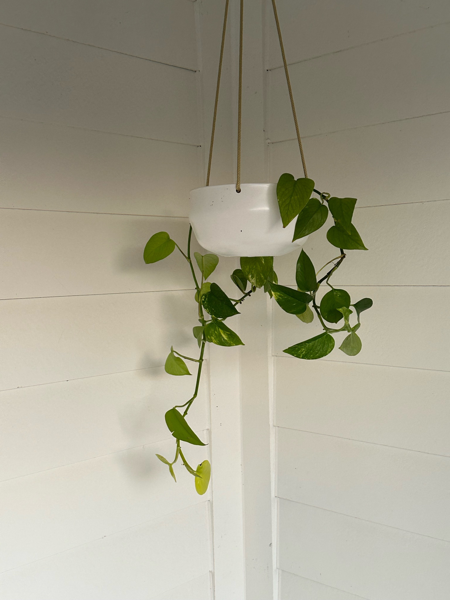 hanging planter from amazon! this can be hung indoor or outdoor, we have it on our back patio! the cutest little touch to make your place feel more homey. 

#LTKGiftGuide #LTKHome