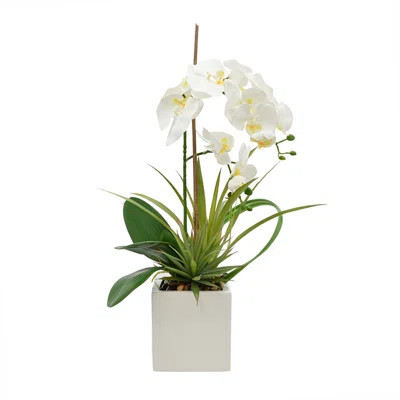 Orchid Floral Arrangements in Pot | Wayfair North America