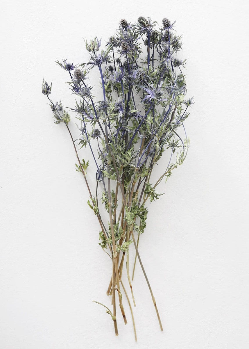 Dried Eryngium Sea Holly Flowers - 15-22 | Afloral