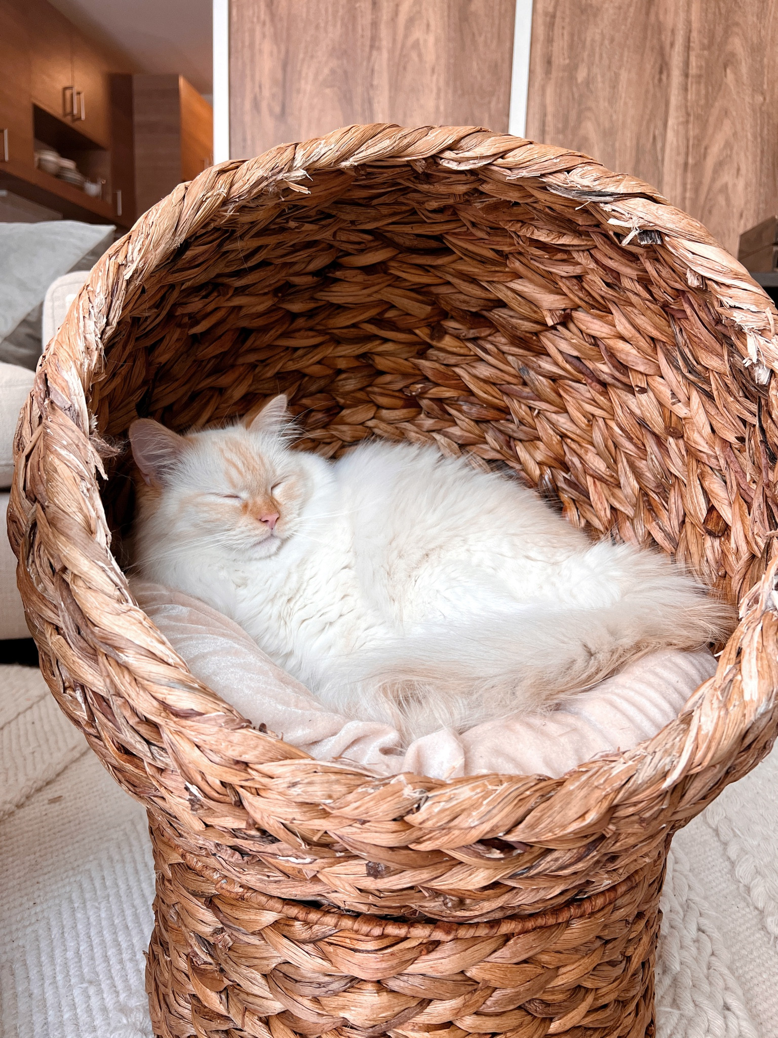 Living his best life in his cozy pod bed 😇 Aside from the cozy factor, it’s absolutely gorgeous and fits in perfectly with our hygge home decor! 🤍

#LTKfindsunder100 #LTKhome #LTKfamily