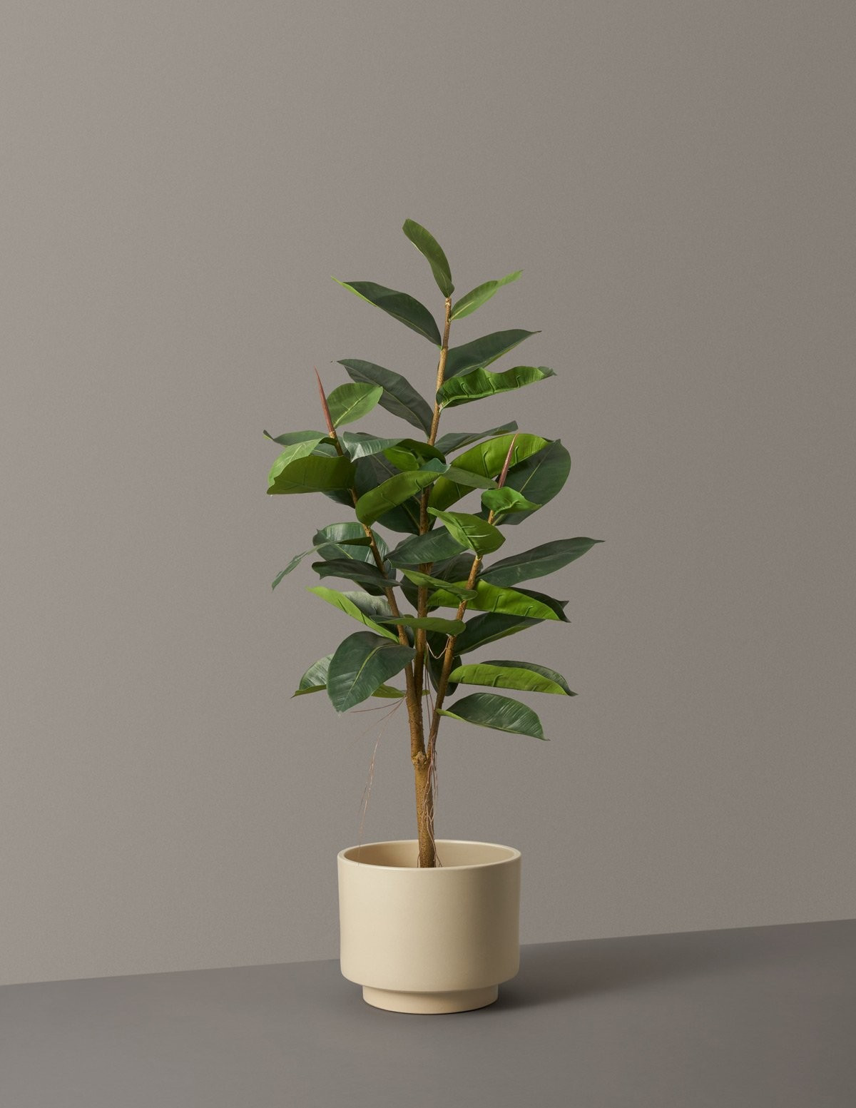 Faux Rubber Tree | The Sill