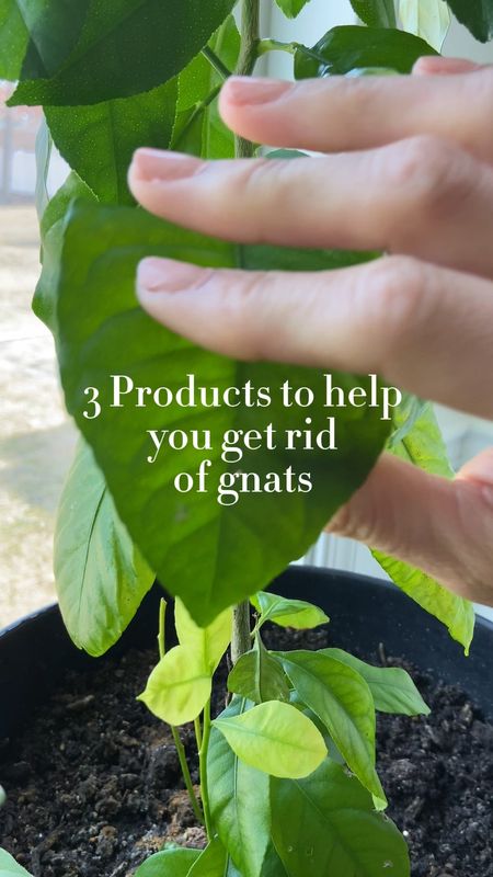3 easy ways to get rid of gnats from your indoor plants and garden. 

#LTKhome #LTKVideo #LTKSeasonal
