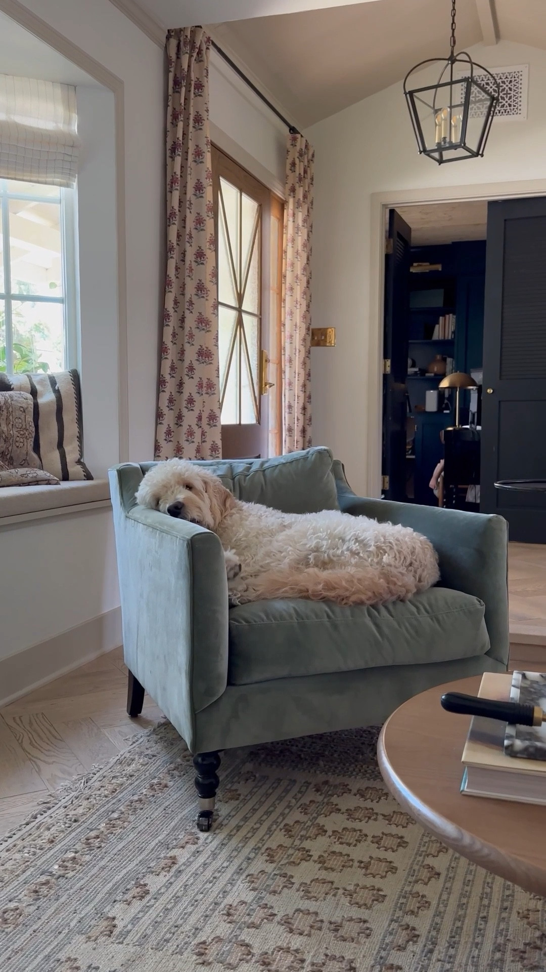 Last-minute gift ideas for pets —approved by Pisco 🐾😉

#LTKHoliday #LTKGiftGuide #LTKFindsUnder50