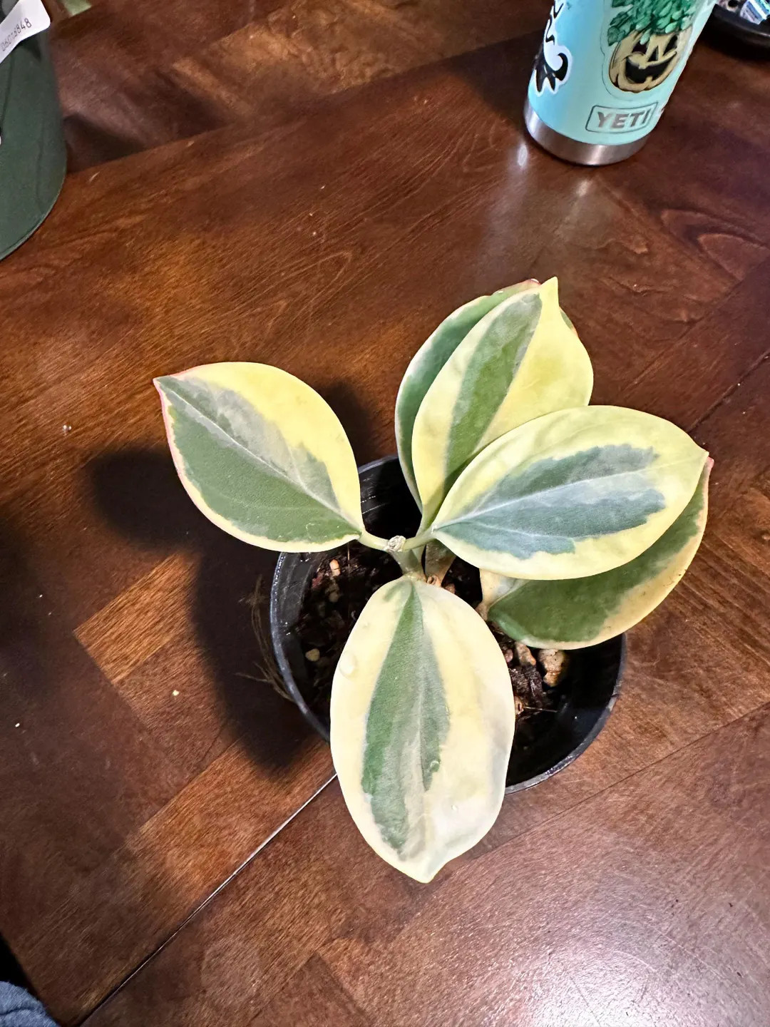 Very Rare Hoya Pachyclada Albomarginata No Rooted Cutting, or Starter Rooted Plants With Free Bon... | Etsy (US)