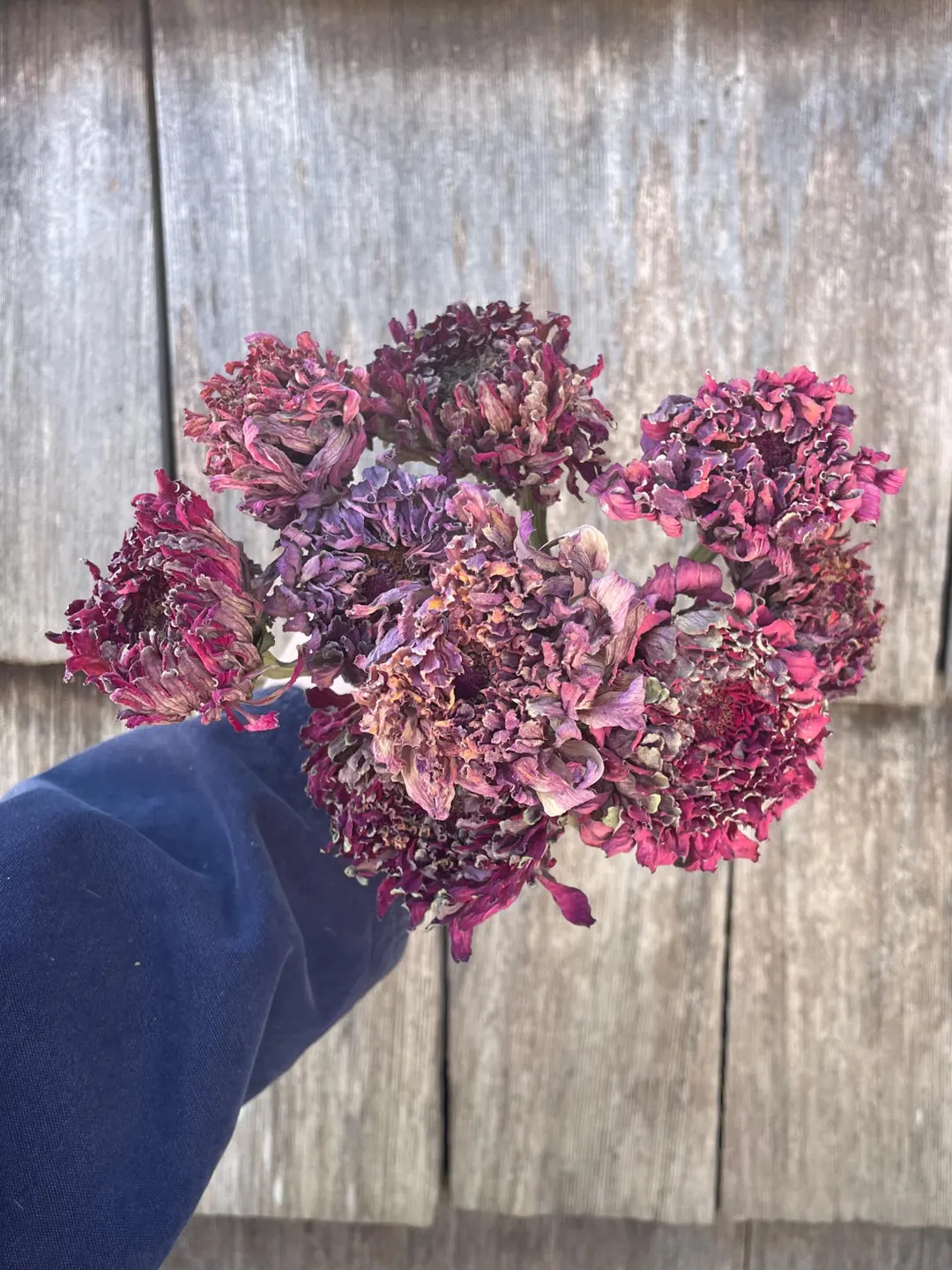 Dried Pink Tones Zinnia Flowers, Small Farm Grown - Etsy | Etsy (US)