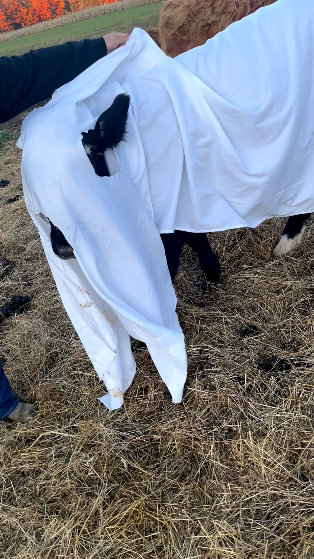 When you put a sheet on your cow and she turns into a ghost 👻🐮 Farm life moments.

#LTKstorytime