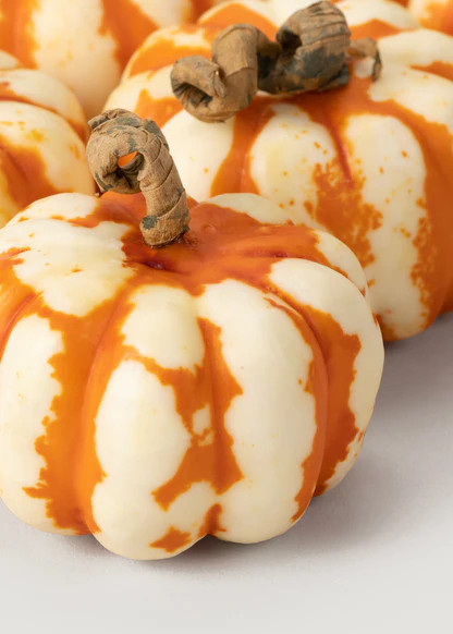 Pack of 6 Natural Dried Mini Pumpkins | Afloral