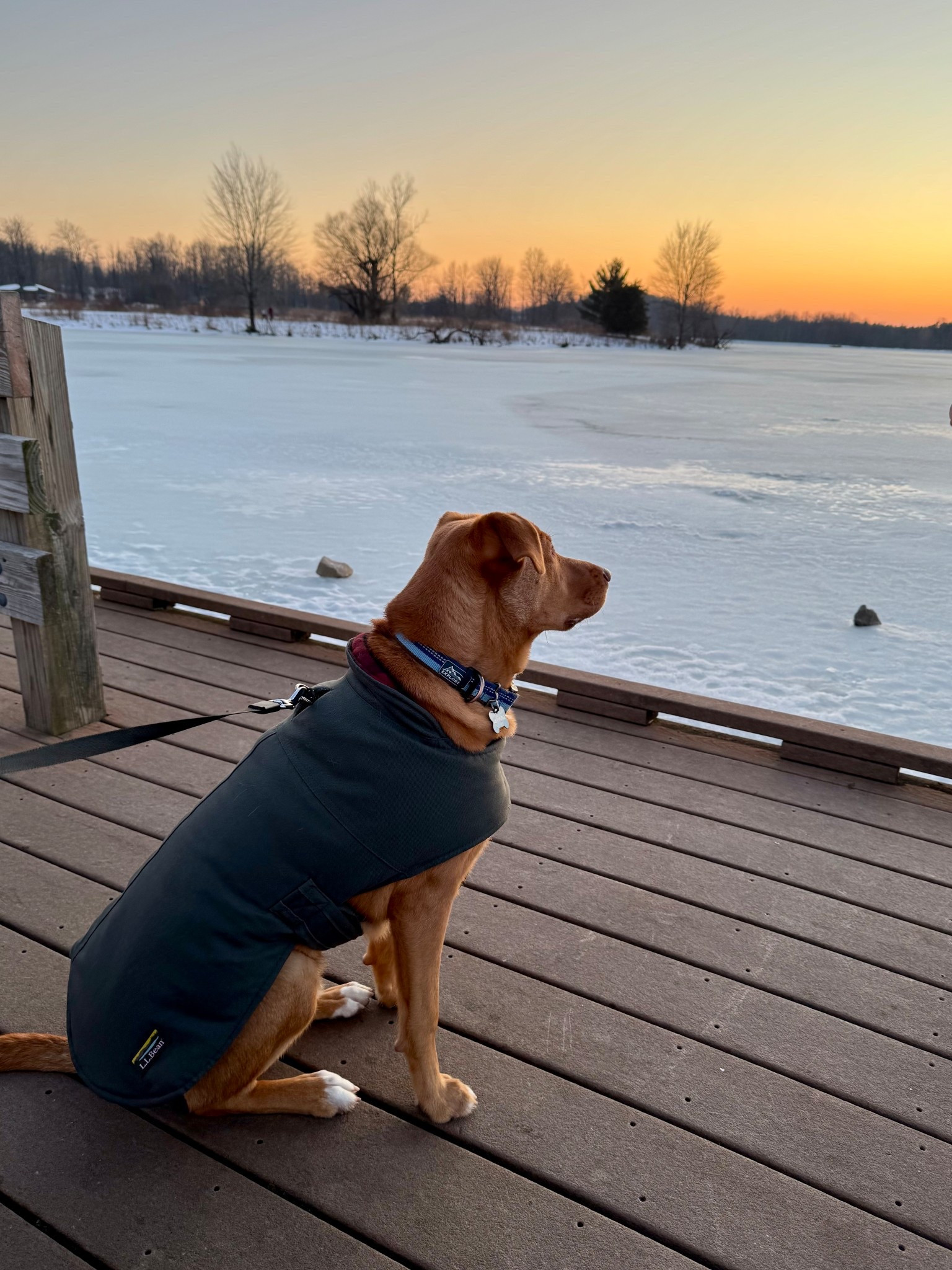 How cute is my puppy in his L.L.Bean coat from Grandma? It keeps him warm and makes him look handsome! 
#dogmom #dogclothes #dogcoat


#LTKdayinmylife #LTKActive #LTKSaleAlert