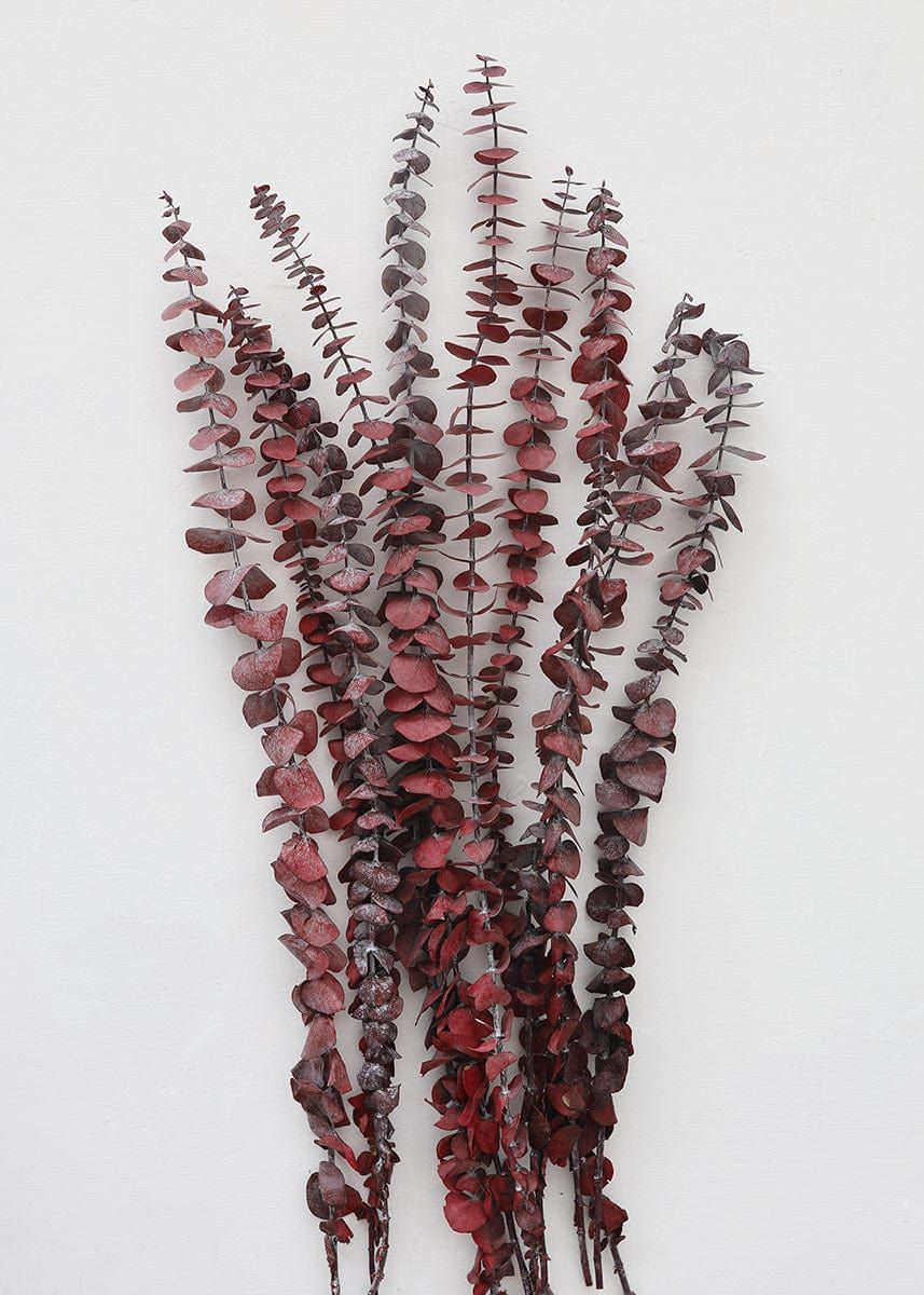 Preserved Leaves at Afloral.com | Burgundy Red Spiral Eucalyptus | Afloral