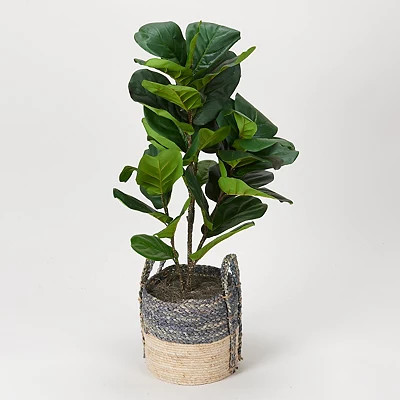 Fiddle Leaf Fig Tree in Blue and Tan Basket | Kirkland's Home