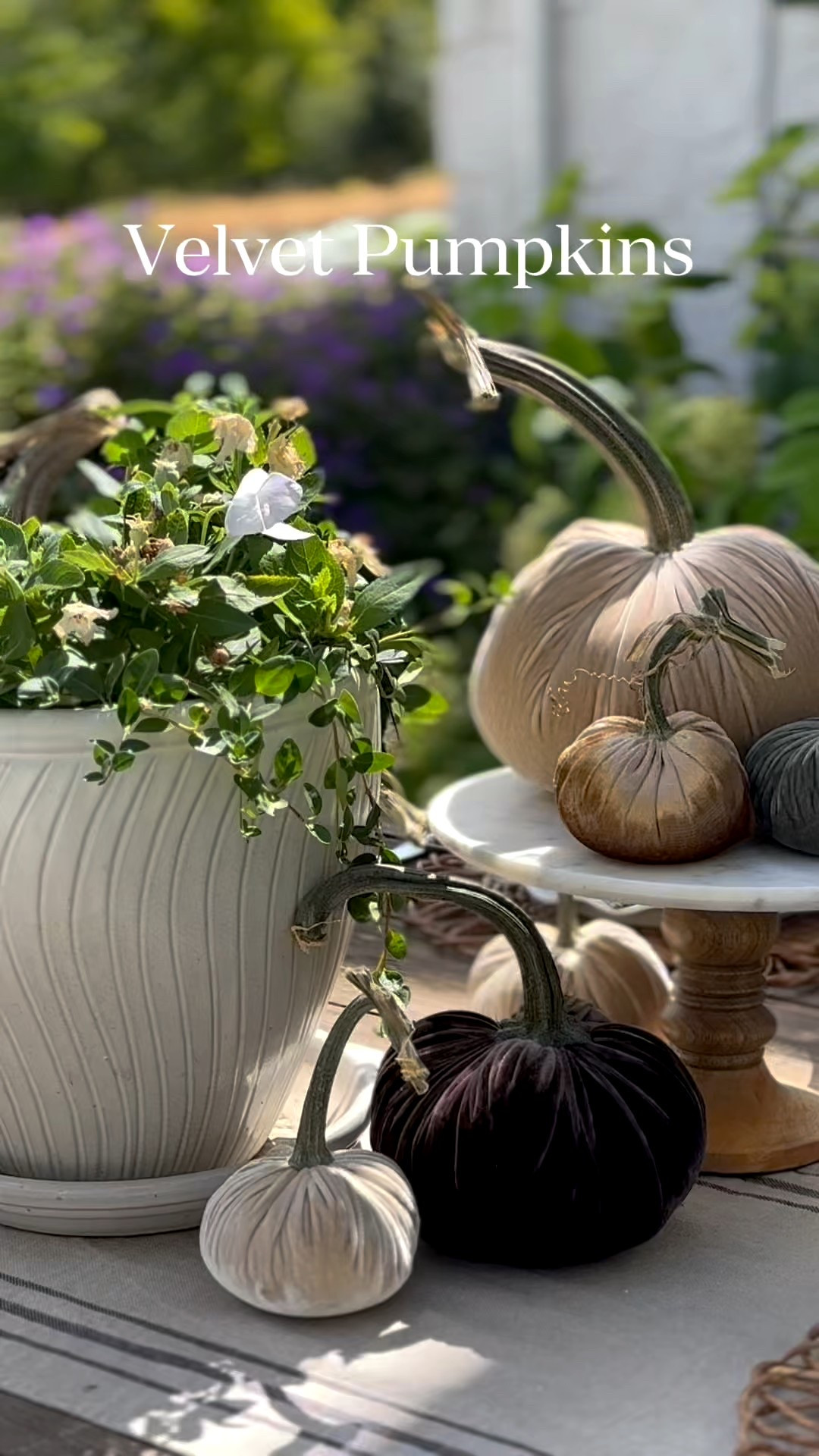 Oh my goodness!  These gifted silk velvet pumpkins from @hotskwash have transformed what my Thanksgiving tablescape is going to be!  When I say you need these, you do!  They are silk velvet pumpkins with real stems!  I will use these forever and ever!!!  Quality is amazing and they come in any variety of colors, or with feathers!  Unbelievable!

@shop.ltk #liketkit liketk.it #ad

#LTKFamily #LTKSeasonal #LTKHome