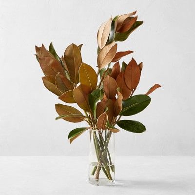 Magnolia Branches | Williams Sonoma | Williams-Sonoma