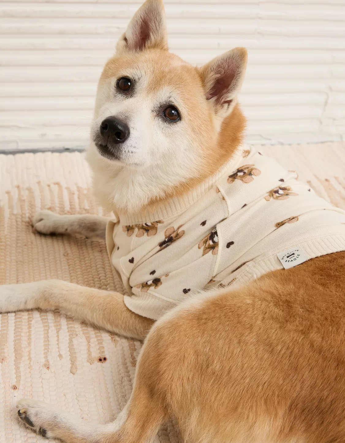 ABO Teddy Bear Dog Sweater | American Eagle Outfitters (US & CA)