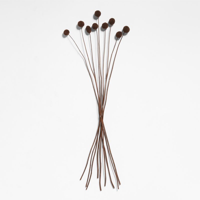 Dried Brown Craspedia Bunch + Reviews | Crate & Barrel | Crate & Barrel