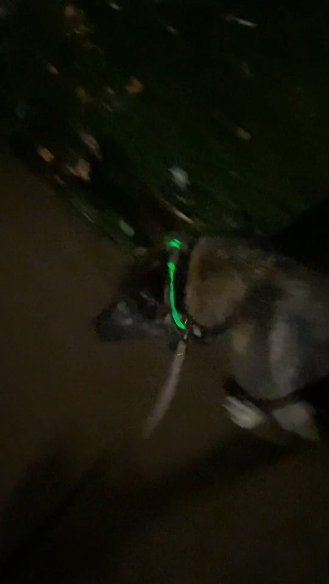Dog - I love this light-up dog collar, we use it all the time and she doesn’t even notice it. It comes in other colors, and has flashing or solid light-up options 


#amazon #dogcollar #dog #petaccessories #under15 #budgetfriendly #watchnow




#LTKPets #LTKFindsUnder50