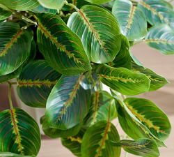 Faux Wandering Prayer Houseplant | Pottery Barn (US)