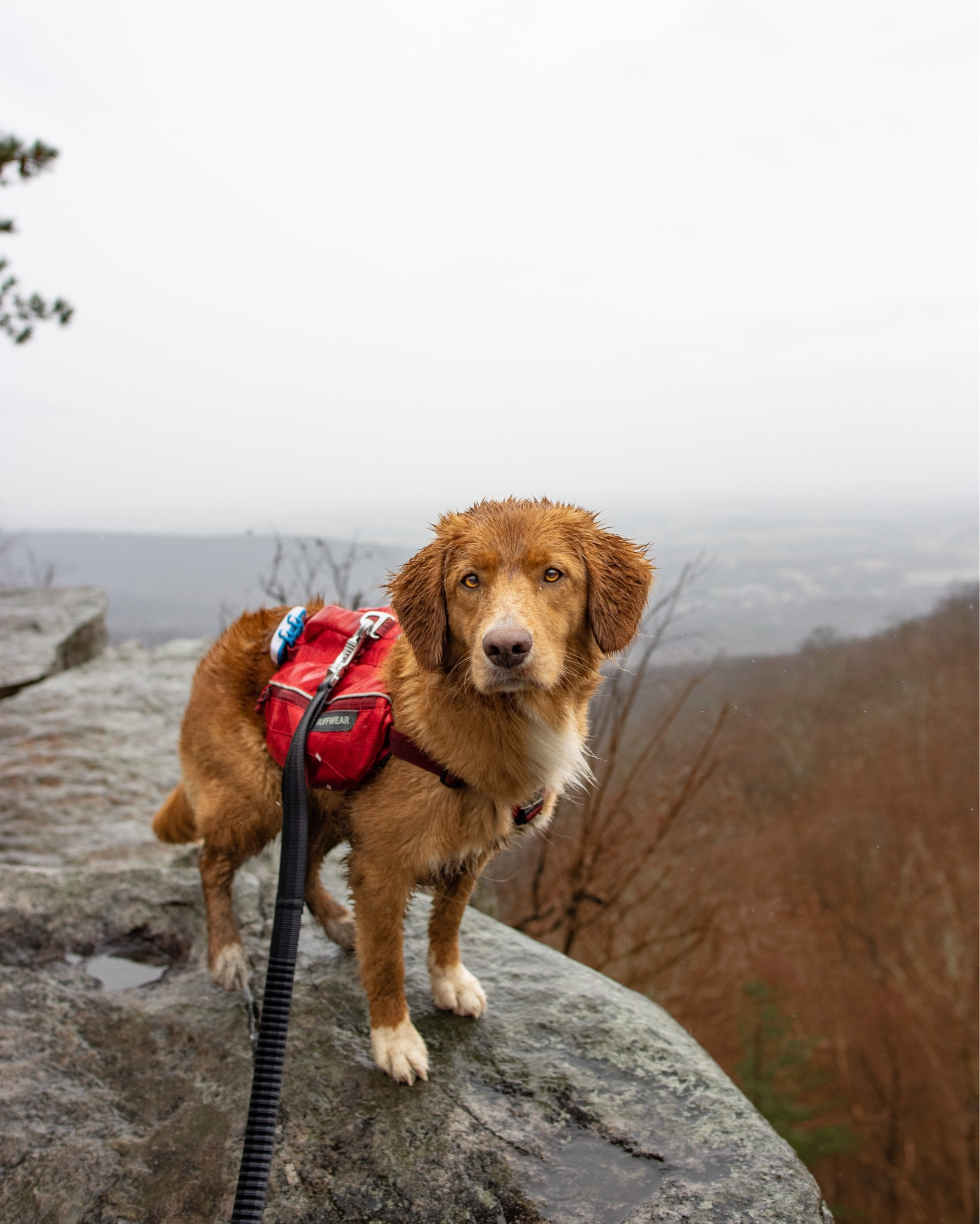 The essentials for an easy day hike with your dog! 

#LTKfit #LTKtravel