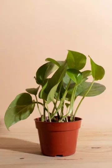 Home Botanicals Epipremnum aureum 'Pothos Ivy' Air Purifying House Plant in 4" Grow Pot | Urban Outfitters (US and RoW)