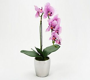 21"" Orchid Plant in Hammered Pot by Valerie | QVC